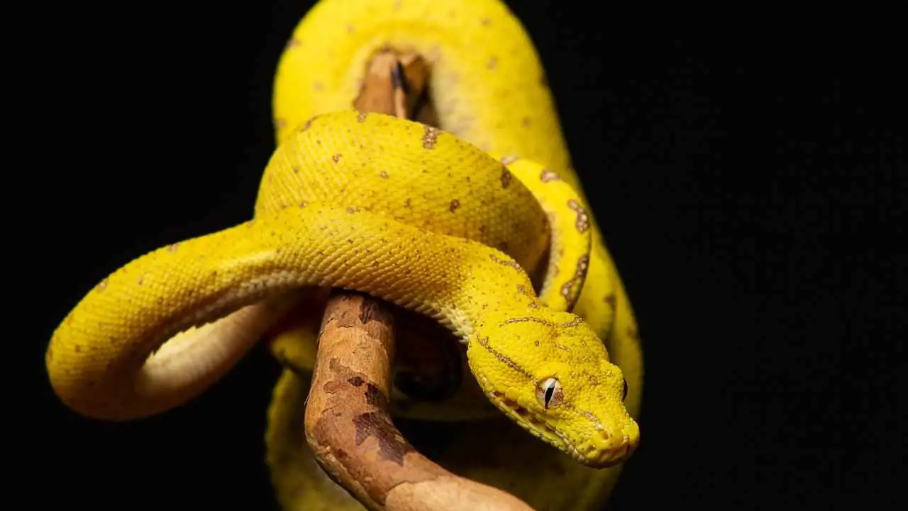 Soñar con una serpiente amarilla – 13 significados espirituales de soñar con una serpiente amarilla
