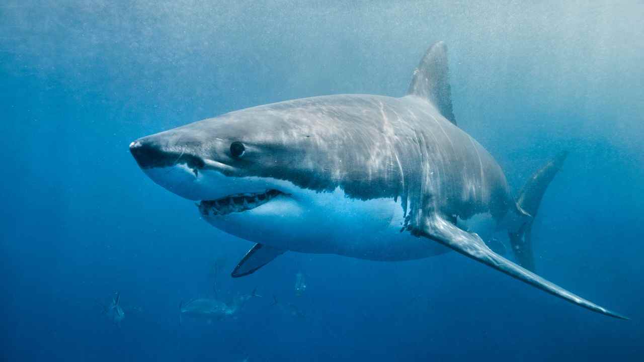 40 mejores chistes sobre tiburones – 40 chistes sobre tiburones One Liners