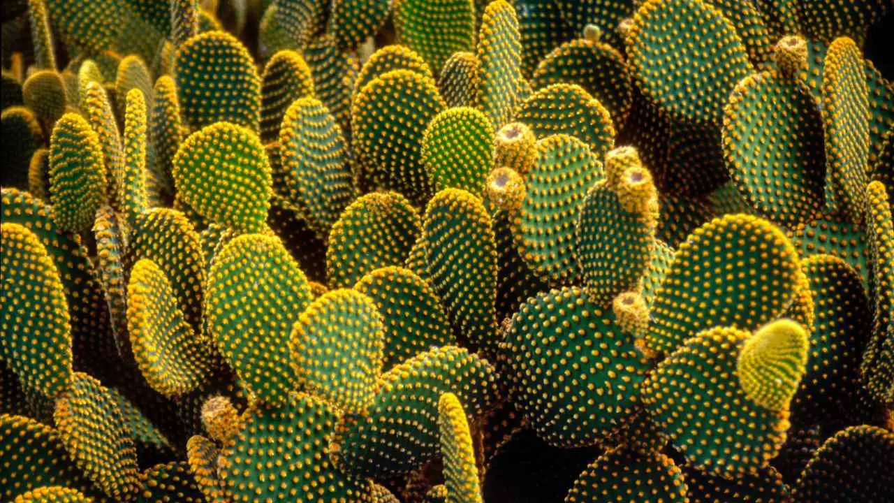 Los 45 mejores juegos de palabras y chistes sobre cactus: 45 juegos de palabras sobre cactus