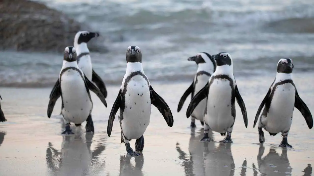 Los 40 mejores juegos de palabras y chistes de pingüinos: 40 juegos de palabras de pingüinos para Instagram
