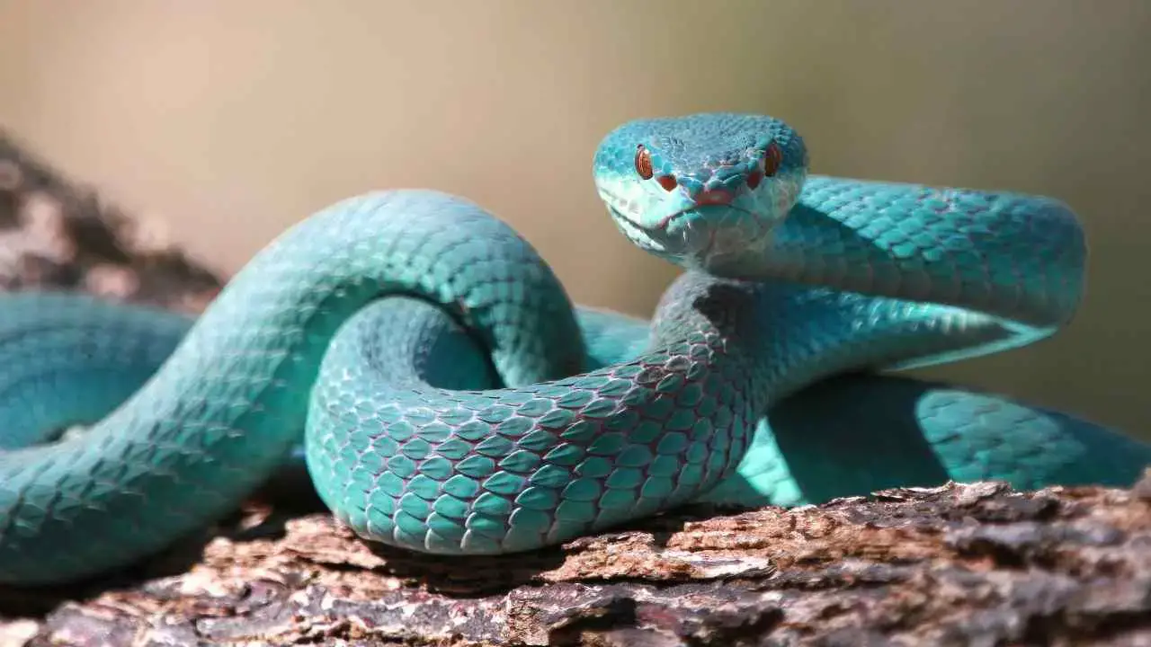 ¿Sueñas con ser mordido por una serpiente? Conoce su significado