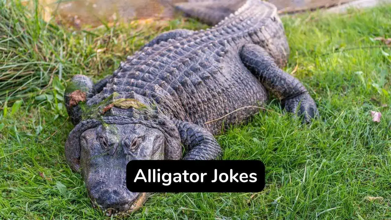 40 chistes divertidos sobre caimanes que te harán reír