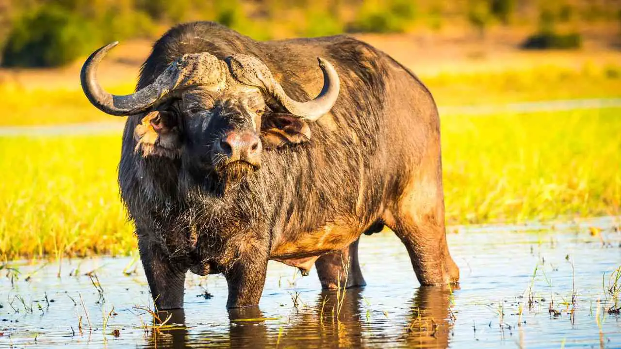 Soñar con búfalos: todo lo que necesitas saber