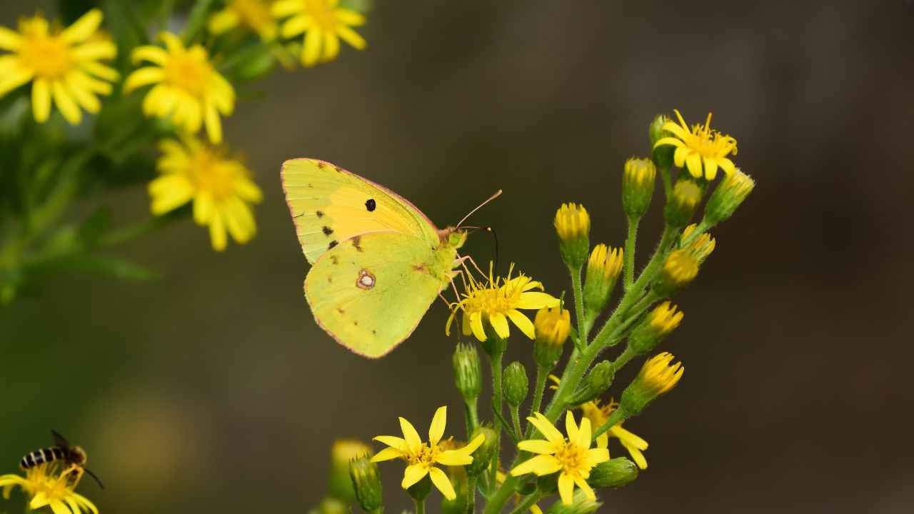 Significado espiritual de la mariposa amarilla: una guía completa