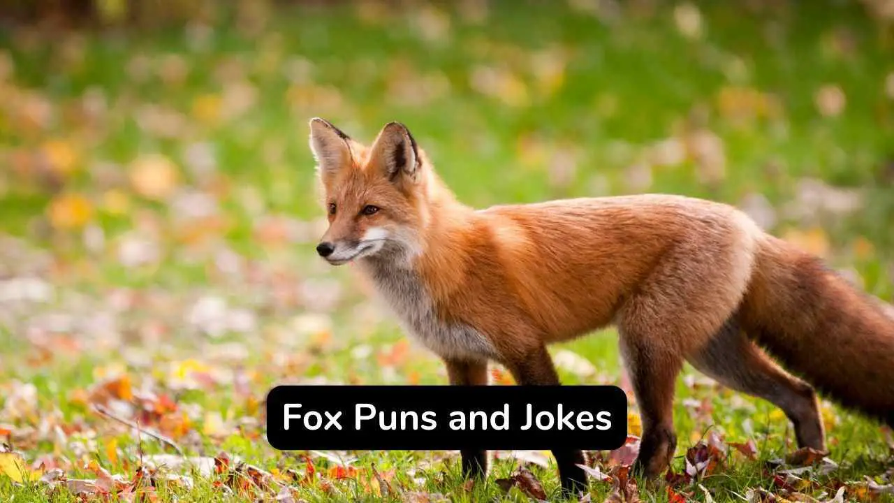 Los 50 mejores juegos de palabras y chistes divertidos sobre zorros que son verdaderamente salvajes