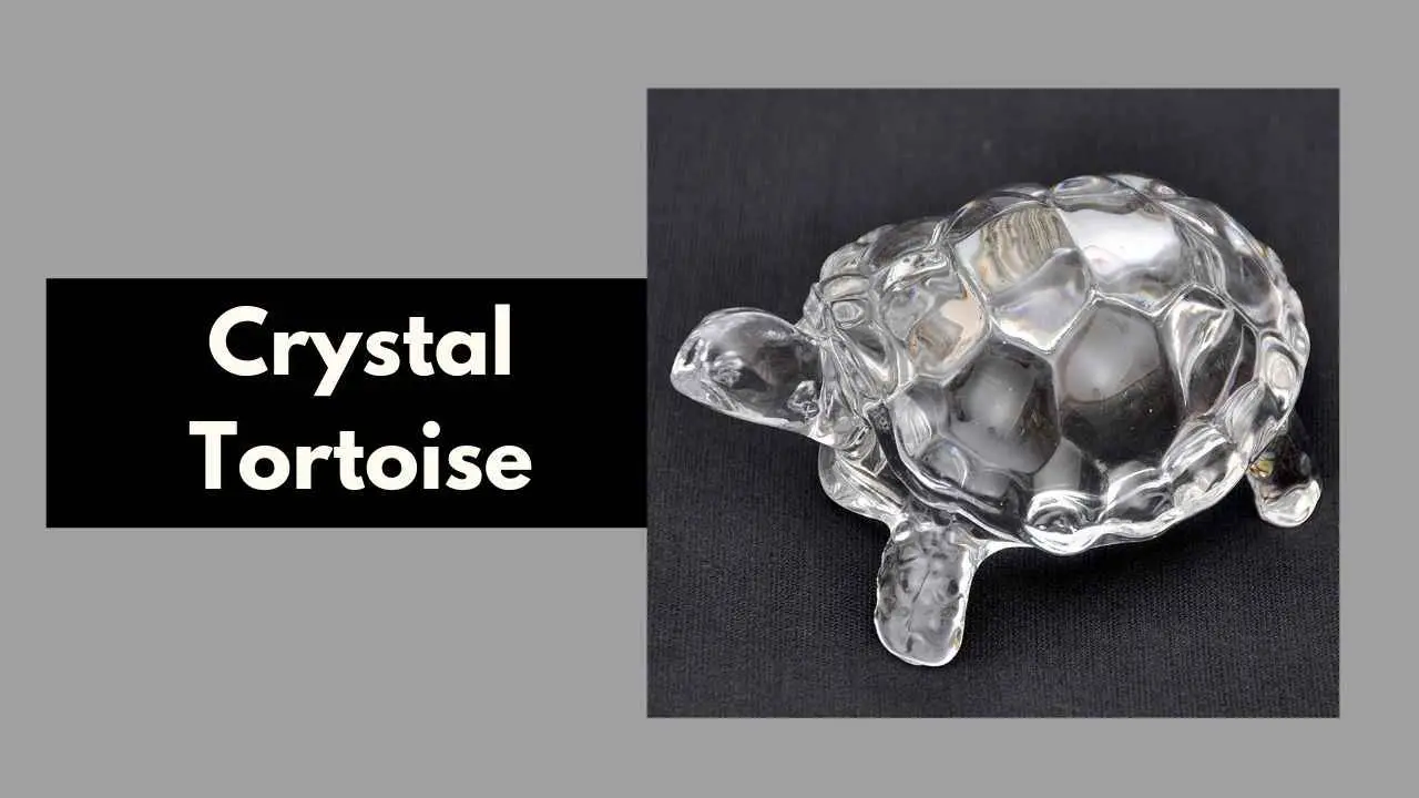 Tortuga de Cristal: ¿Cuál es su significado y ubicación en la Astrología Védica?