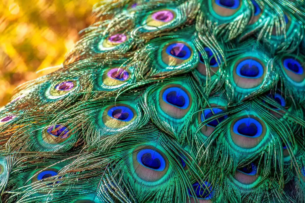5 increíbles remedios con plumas de pavo real para la prosperidad